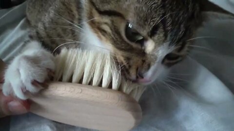 Kitten Wants to Eat the Goat Hair Baby Brush