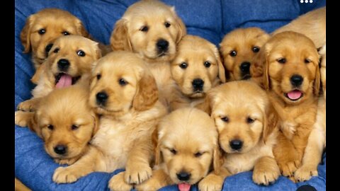 Do you want a golden retriever?