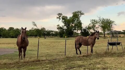 First Rain & Wind Storm In Texas In Over 60 Days - Took Out My Flag Pole - Critters Are Good