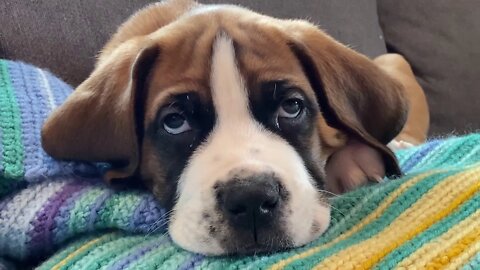 Puppy falling asleep- St. Bernard/ Great Dane puppy Clyde, so tired