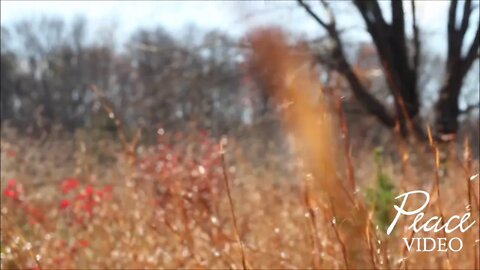 Peace VIDEO - Resting In The Field With The Most High