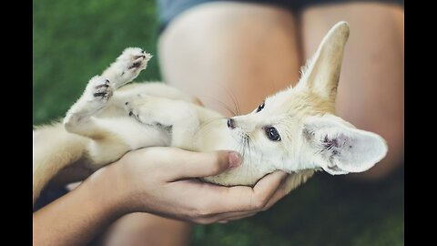 Cute baby animals Videos Compilation cute moment of the animals - Cutest Animals On Earth #32