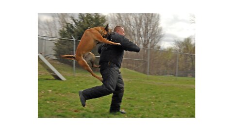 SUBDUE AND DEFEND AGAINST DOG ATTACK TRAINING 101