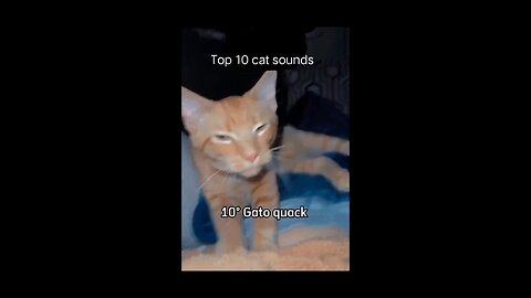 Top 10 cat sounds