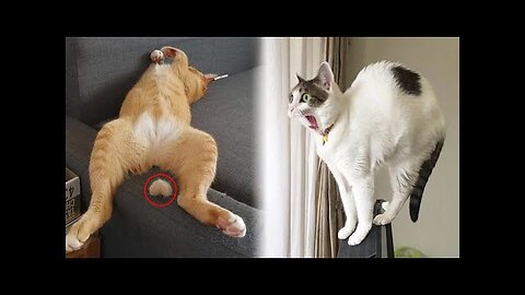 Best Funny Animal Videos Of The 2023 🤣 - Funniest Cats And Dogs Videos 😺😍😂🐶 Funny cat & dog videos 😍