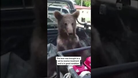 A brown bear cub was discovered wobbling and whining in #Turkey, and rescuers believe