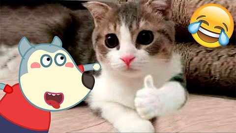 Funny Animals Video - Best Cats😹 and Dogs🐶 Videos Graciosos De Perros Y Gatos | Doodles en Español