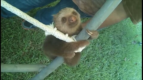 Cute Animals Sloth Funny Clip Adorable 🥰