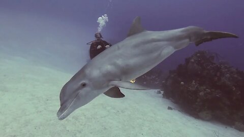 Wild dolphins swimming with divers in the Bahamas