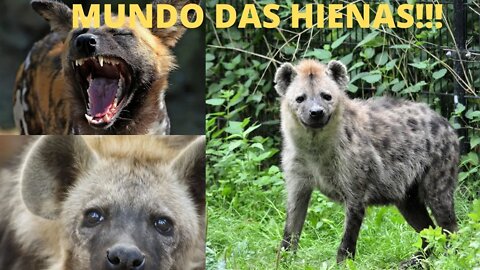 Mundo Animal Somente Hienas!!!