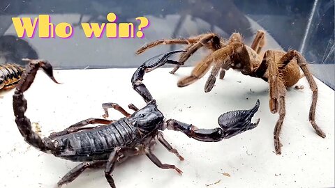 10 CRAZIEST INSECT FIGHTS CAUGHT ON CAMERA OF INSECT STORIES