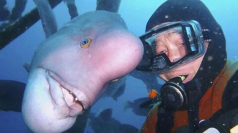 Yoriko the Friendly Fish Wants a Treat