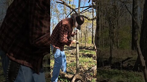 War Staff / Scottish Shillelagh harvesting to wood raw material