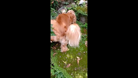 dogshow, dog, cute, animals, pet