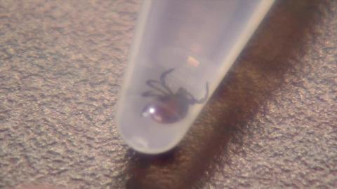 Requests for tick testing overwhelms local group