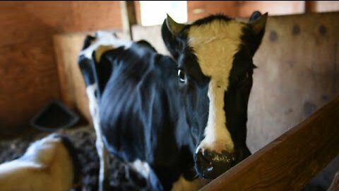 More than 150 animals rescued from filthy conditions in North Carolina