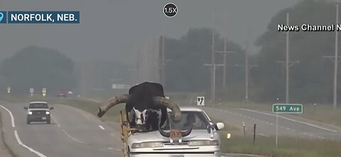 Car with a Bull 🐂 inside it stopped on a local Highway in Nebraska