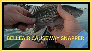 Snapper Fishing from Belleair Causeway Boat Ramp