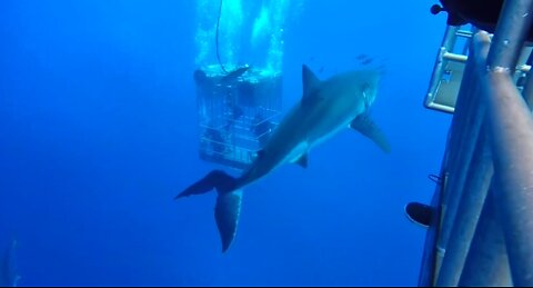 Great White Shark Cage Diving 😱🦈