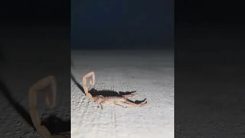 🦂🗿🦂North Texas Scorpion! 🦂🗿🦂