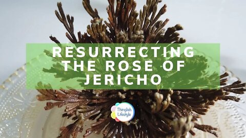 Resurrecting a Rose of Jericho