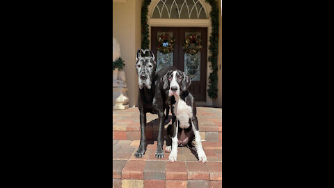 Great Danes and Puppy With Heart Shaped Ears And Nose Pose for Perfect Photo