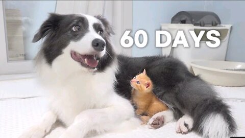 Rescued Tiny Kitten Grows Up Believing He’s a Big Dog | Day 1 to 60