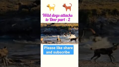 wild dogs attacks to deer part - 2