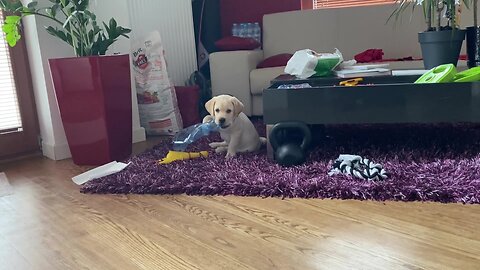 Labrador puppy playing with an empty bottle