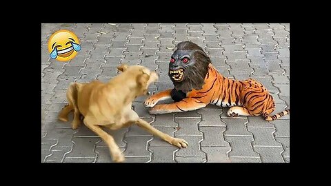 Dog Funny Video