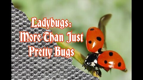 Ladybugs More Than Just Pretty Bugs