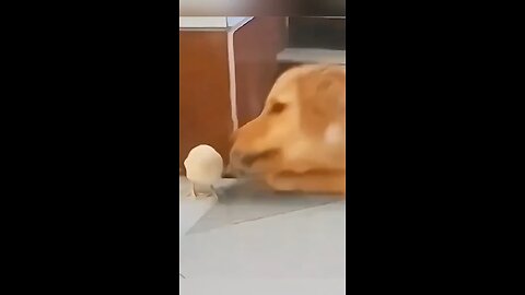 Funny Dog Moment