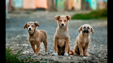 Funny Pet - Video funny dog