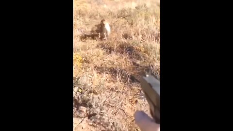 Guy with a gun gets attacked by large cat