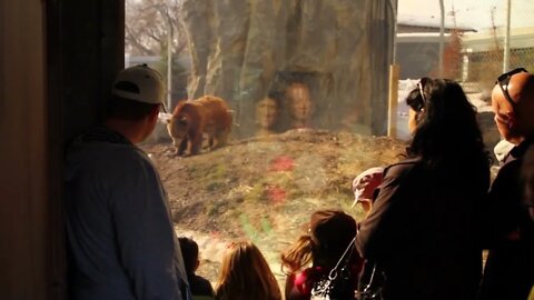 people watching a grissly bear at the zoo