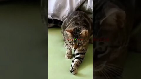 बिल्ली तो गई आज काम से🤣So Funny Cat👈