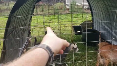 Goat pen and shelter tour . What do you think of the fence and hoop shelter? Will it hold goats?