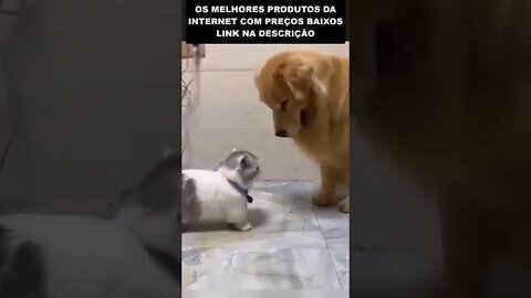 o gato mais folgado de todos