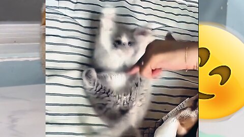 Fun with kitten #1