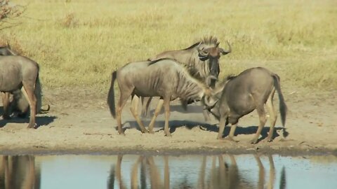 Wildebeests Playing