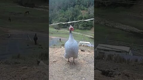 Guinea fowl spots camera. Spying on guinea fowl. Lavender guinea fowl