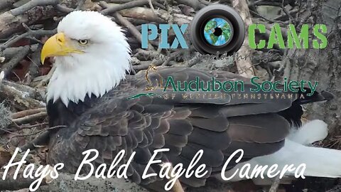 Pittsburgh Hays Bald Eagle Camera