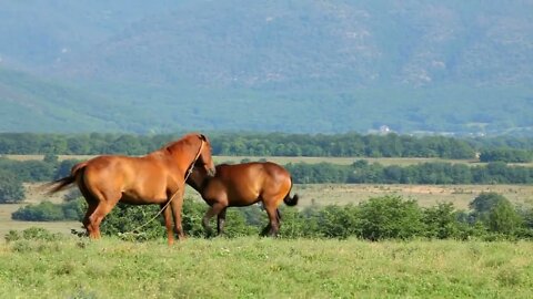 Young foal going to his mother, they walking and grazing together on beautiful mountain landscape wi