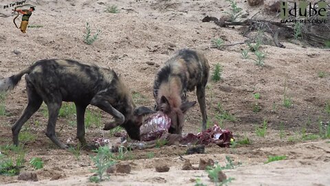 African Painted Wolves Eat Breakfast And Play On The Rocks