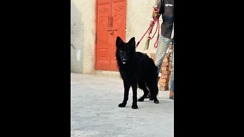 Black shepherds | German Shepherd | Dog