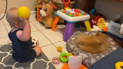 Baby Playing Fetch With Pomeranian Puppy