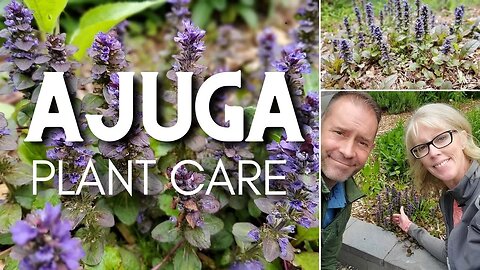 💜 Ajuga Plant Care | Ajuga reptans 💜