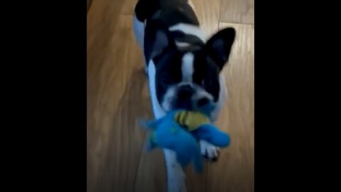 A puppy shows off its toy.