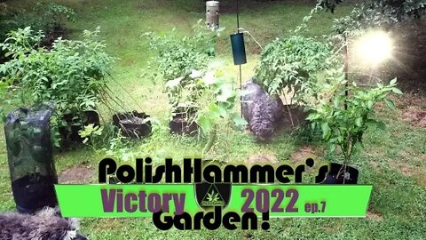 Victory Garden ep 7 "No More Wire Hangers!" 🍅😠🤬🐿🥒🔨😎