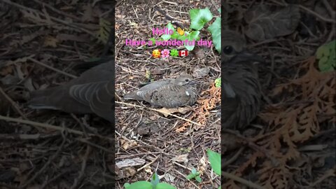 A Bird Couple Resting in the Shade in my Backyard | Bird | Nature | Toronto, ON Canada